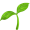 seedling